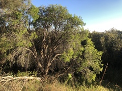 Melaleuca rhaphiophylla