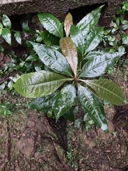 Ardisia cornudentata stenosepala