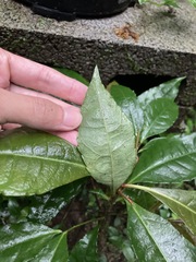 Ardisia cornudentata stenosepala