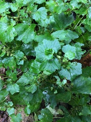 Hydrocotyle javanica