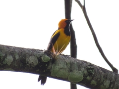 Icterus auricapillus