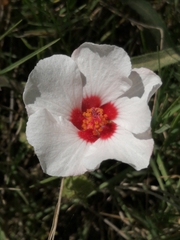 Pavonia glechomoides