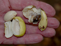 Palaquium galactoxylum