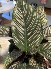 Goeppertia sanderiana