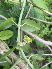 Ceropegia haygarthii