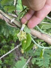 Ceropegia haygarthii