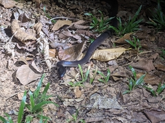 Stegonotus australis