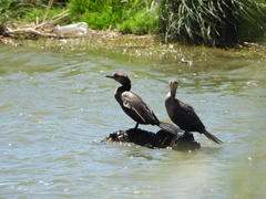 Nannopterum brasilianum