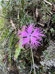 Dianthus pygmaeus