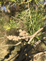 Melaleuca rhaphiophylla