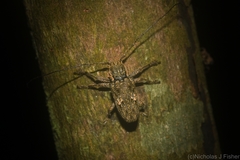 Prosoplus mediofasciatus