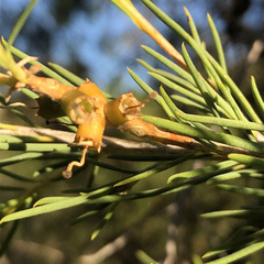 Melaleuca rhaphiophylla