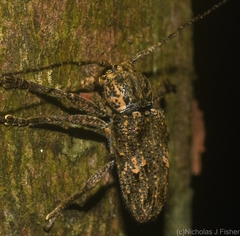 Prosoplus mediofasciatus