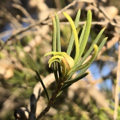 Melaleuca rhaphiophylla