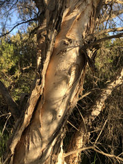 Melaleuca rhaphiophylla