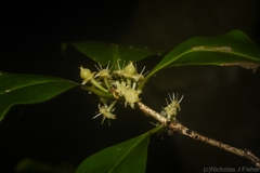 Actephila mooreana