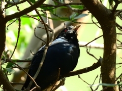 Eudynamys scolopaceus