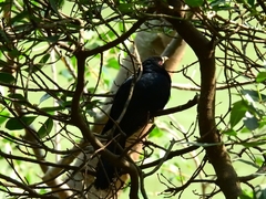Eudynamys scolopaceus
