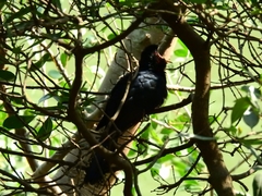 Eudynamys scolopaceus