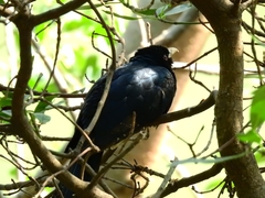 Eudynamys scolopaceus