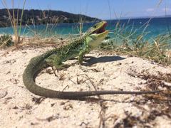 Timon lepidus ibericus