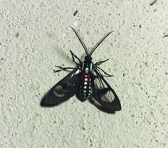 Poecilosoma eone