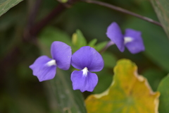 Achetaria azurea