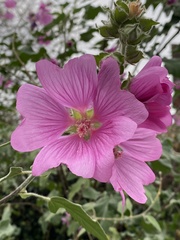 Malva × clementii