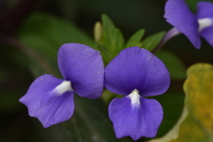 Achetaria azurea
