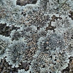 Protoparmeliopsis muralis