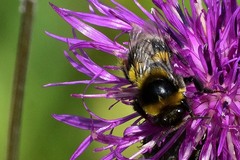 Bombus confusus