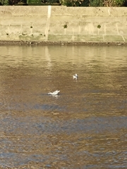 Chroicocephalus ridibundus