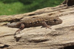 Lygodactylus angularis