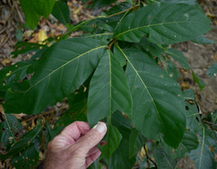 Cryptocarya hypospodia