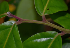 Cryptocarya hypospodia