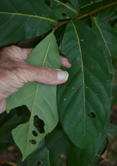 Cryptocarya hypospodia