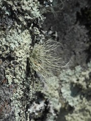 Usnea halei