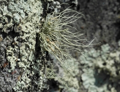 Usnea halei