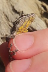 Lygodactylus angularis