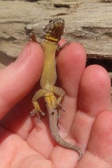 Lygodactylus angularis