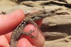 Lygodactylus angularis