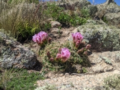 Gymnocalycium monvillei