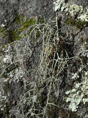 Usnea halei