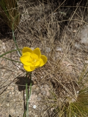 Zephyranthes filifolia
