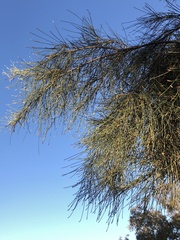 Casuarina