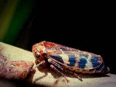 Eurymeloides adspersa