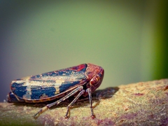 Eurymeloides adspersa