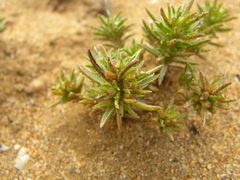 Ifloga spicata