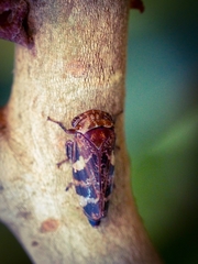 Eurymeloides adspersa