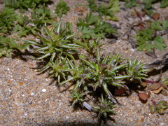 Ifloga spicata